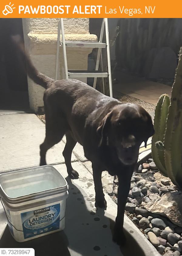 Found/Stray Male Dog last seen Owen’s and Linn, Las Vegas, NV 89110