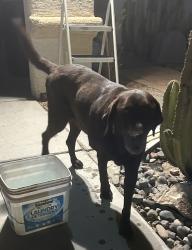 Found/Stray Male Dog last seen Owen’s and Linn, Las Vegas, NV 89110