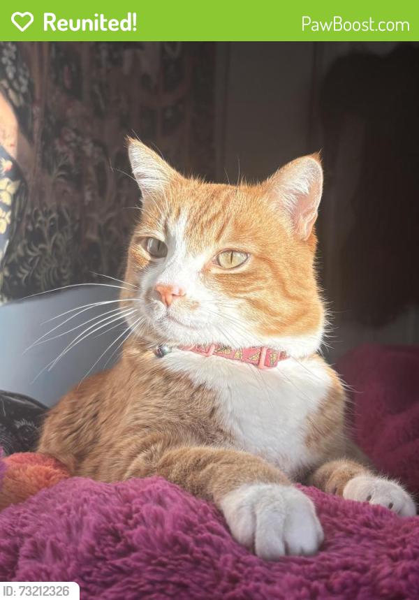Reunited Male Cat last seen Washington Terrace Elementary, Washington Terrace, UT 84405