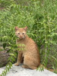 Lost Female Cat last seen Voyager, Citrus Springs, FL 34433