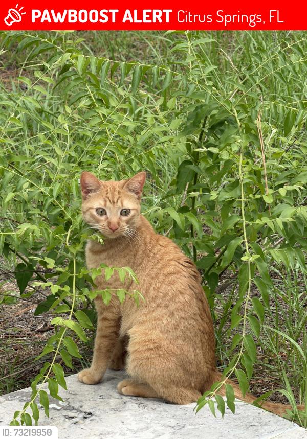Lost Female Cat last seen Voyager, Citrus Springs, FL 34433