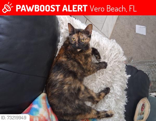 Lost Female Cat last seen 18th Ave and 25th St, Vero Beach, FL 32960