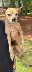 Reunited Unknown Dog last seen Seven Lakes, NC, USA, Seven Lakes, NC 27376