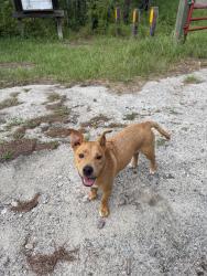 Found/Stray Male Dog last seen found him while hiking big rock trail, which is part of sumter national forest. nearest roads are forest service road 661 and hopewell church rd, McCormick County, SC 29821