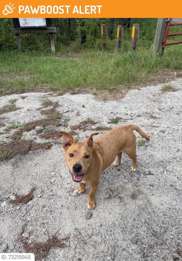 Found/Stray Male Dog last seen found him while hiking big rock trail, which is part of sumter national forest. nearest roads are forest service road 661 and hopewell church rd, McCormick County, SC 29821