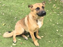 Shelter Stray Male Dog last seen , 14409 Vanowen St, Van Nuys, CA 91405, USA