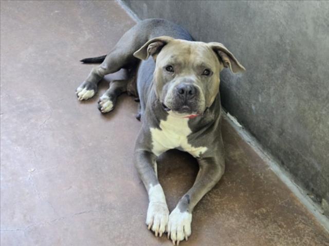 Shelter Stray Female Dog last seen , 14409 Vanowen St, Van Nuys, CA 91405, USA