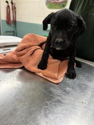 Shelter Stray Female Dog last seen Near BLOCK OLINGHOUSE RD, WADSWORTH NV 89442, 2825 Longley Ln Suite A, Reno, NV 89502, USA