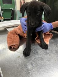 Shelter Stray Female Dog last seen Near BLOCK OLINGHOUSE RD, WADSWORTH NV 89442, 2825 Longley Ln Suite A, Reno, NV 89502, USA
