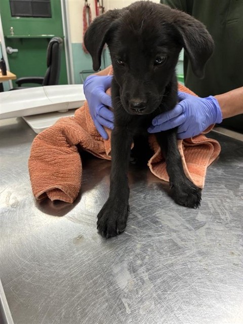 Shelter Stray Female Dog last seen Near BLOCK OLINGHOUSE RD, WADSWORTH NV 89442, 2825 Longley Ln Suite A, Reno, NV 89502, USA