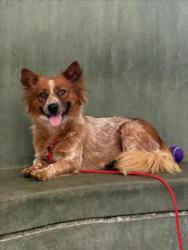 Shelter Stray Female Dog last seen , 14409 Vanowen St, Van Nuys, CA 91405, USA