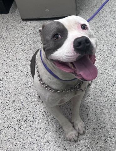 Shelter Stray Male Dog last seen Near BLOCK W EUCLID ST, DETROIT MI 48206, 7401 Chrysler Dr, Detroit, MI 48211, USA