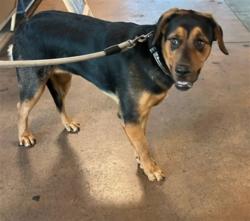 Shelter Stray Female Dog last seen , 14409 Vanowen St, Van Nuys, CA 91405, USA