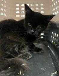 Shelter Stray Female Cat last seen , 14409 Vanowen St, Van Nuys, CA 91405, USA