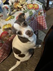 Lost Male Dog last seen Near 14th Ave S & E Lake St, Minneapolis, MN, Minneapolis, MN 55407