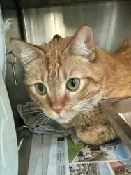 Shelter Stray Male Cat last seen , 11361 W Pico Blvd, Los Angeles, CA 90064, USA