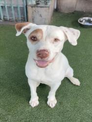 Shelter Stray Male Dog last seen , 11361 W Pico Blvd, Los Angeles, CA 90064, USA