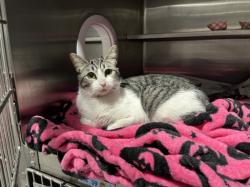 Shelter Stray Female Cat last seen , West Valley Animal Shelter, 20655 Plummer St, Chatsworth, CA 91311, USA