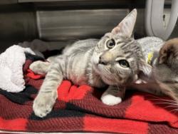 Shelter Stray Male Cat last seen , West Valley Animal Shelter, 20655 Plummer St, Chatsworth, CA 91311, USA