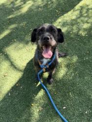 Shelter Stray Female Dog last seen , West Valley Animal Shelter, 20655 Plummer St, Chatsworth, CA 91311, USA