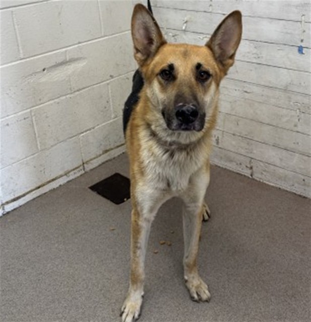 Shelter Stray Male Dog last seen Near BLOCK MAGNOLIA, 333 Chandler Pl, San Bernardino, CA 92408, USA
