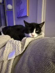Lost Male Cat last seen Hoyt & Prince George Street, Katy, TX 77449