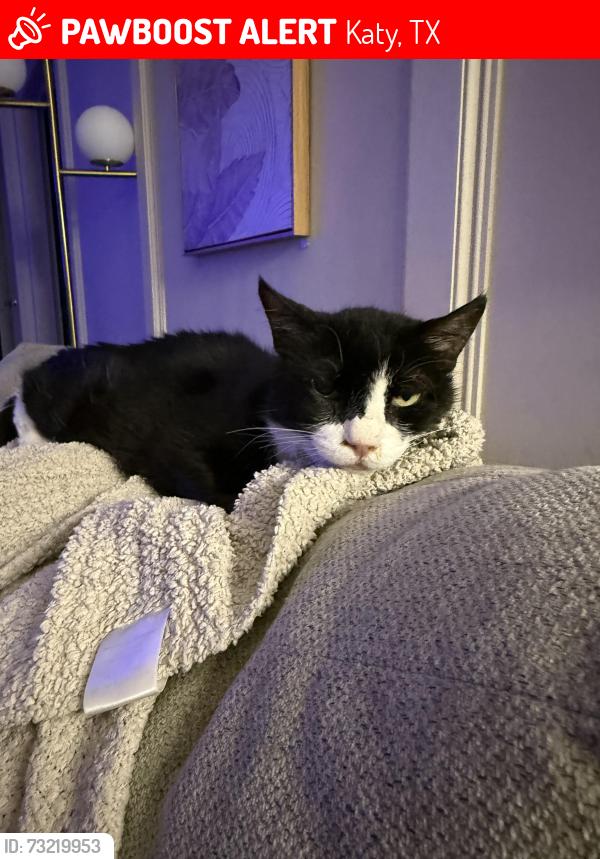 Lost Male Cat last seen Hoyt & Prince George Street, Katy, TX 77449