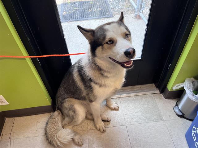 Shelter Stray Male Dog last seen Near BLOCK 104TH AVE SE, KENT WA 98030, 21615 64th Ave S, Kent, WA 98032, USA