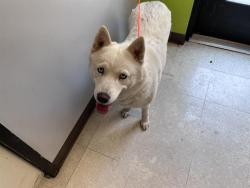Shelter Stray Female Dog last seen Near BLOCK 104TH AVE SE, KENT WA 98030, 21615 64th Ave S, Kent, WA 98032, USA