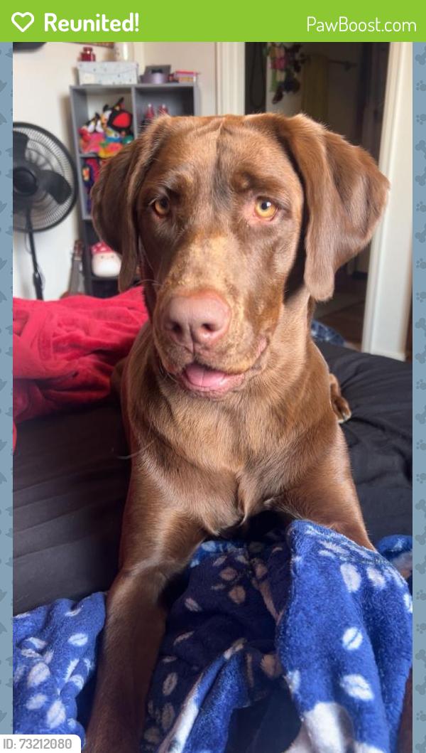 Reunited Female Dog last seen Boise village, Loveland, CO 80537