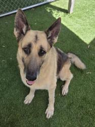 Shelter Stray Male Dog last seen , 1850 W 60th St, Los Angeles, CA 90047, USA