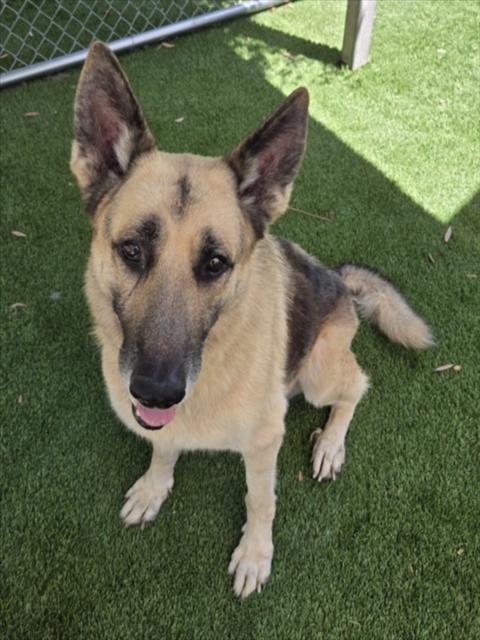 Shelter Stray Male Dog last seen , 1850 W 60th St, Los Angeles, CA 90047, USA