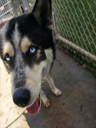Shelter Stray Male Dog last seen , 1850 W 60th St, Los Angeles, CA 90047, USA