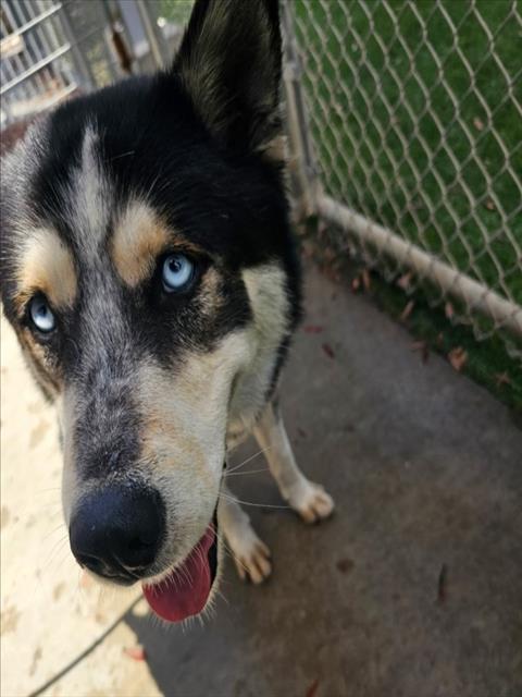 Shelter Stray Male Dog last seen , 1850 W 60th St, Los Angeles, CA 90047, USA