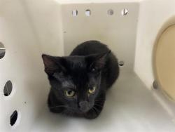 Shelter Stray Female Cat last seen 95TH SILVER SPRING, 3839 W Burnham St, West Milwaukee, WI 53215, USA