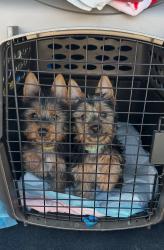 Reunited Male Dog last seen Near 237th Ln SE, Maple Valley, WA 98038