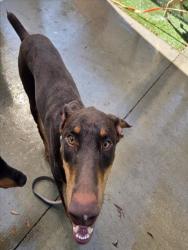 Shelter Stray Male Dog last seen , 1850 W 60th St, Los Angeles, CA 90047, USA