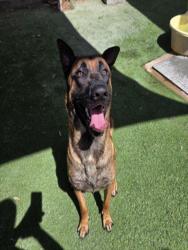 Shelter Stray Male Dog last seen , 1850 W 60th St, Los Angeles, CA 90047, USA