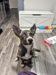 Found/Stray Female Dog last seen Chestnut and McKinley, Fresno, CA 93727