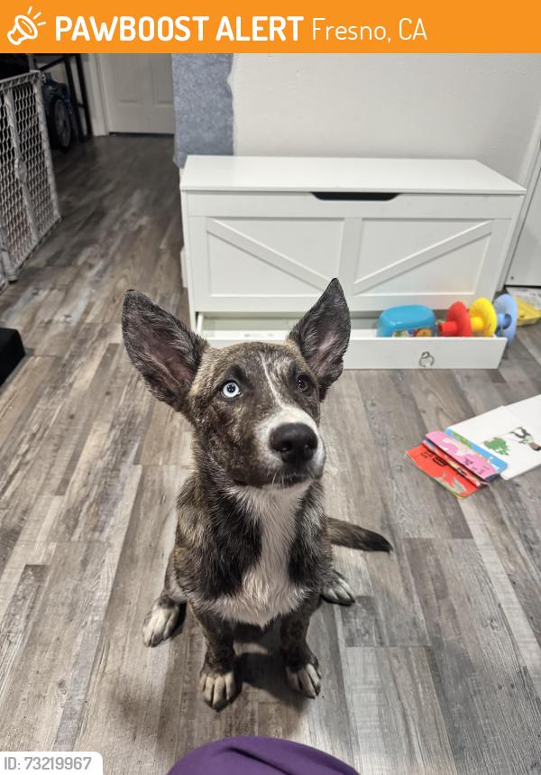 Found/Stray Female Dog last seen Chestnut and McKinley, Fresno, CA 93727