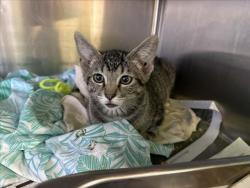Shelter Stray Male Cat last seen , 1850 W 60th St, Los Angeles, CA 90047, USA