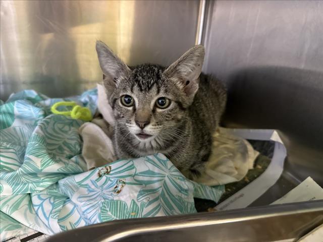 Shelter Stray Male Cat last seen , 1850 W 60th St, Los Angeles, CA 90047, USA
