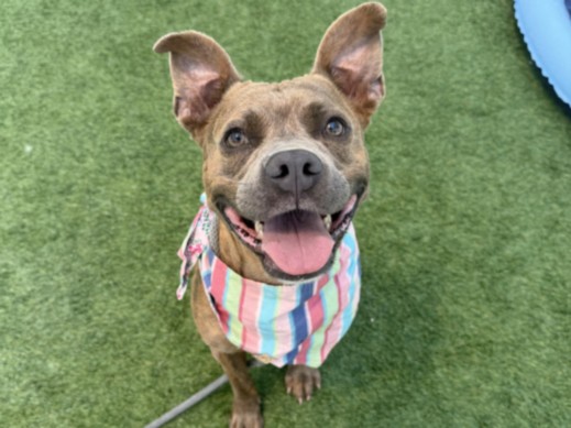 Shelter Stray Female Dog last seen , 1850 W 60th St, Los Angeles, CA 90047, USA