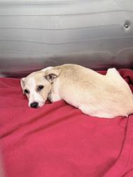 Shelter Stray Female Dog last seen MONTEVISTA RD, GROVELAND, 12280 County Rd 448, Tavares, FL 32778, USA