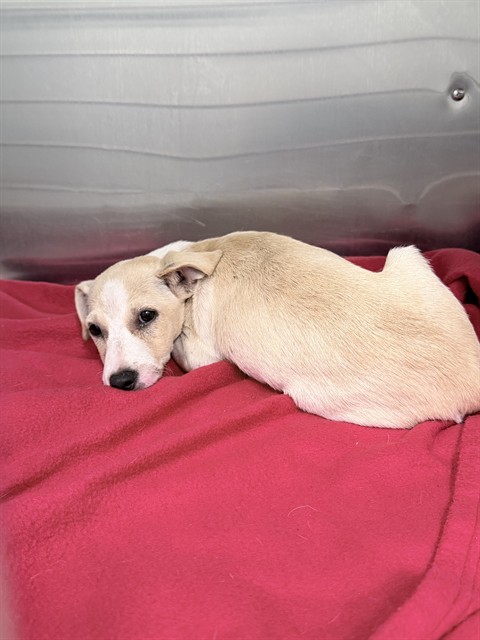 Shelter Stray Female Dog last seen MONTEVISTA RD, GROVELAND, 12280 County Rd 448, Tavares, FL 32778, USA