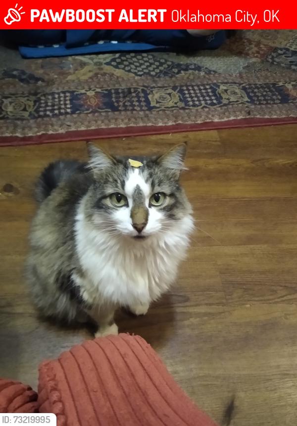 Lost Male Cat last seen Birdsong lane and SE 74th ST, Oklahoma City, OK 73150