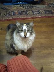 Lost Male Cat last seen Birdsong lane and SE 74th ST, Oklahoma City, OK 73150