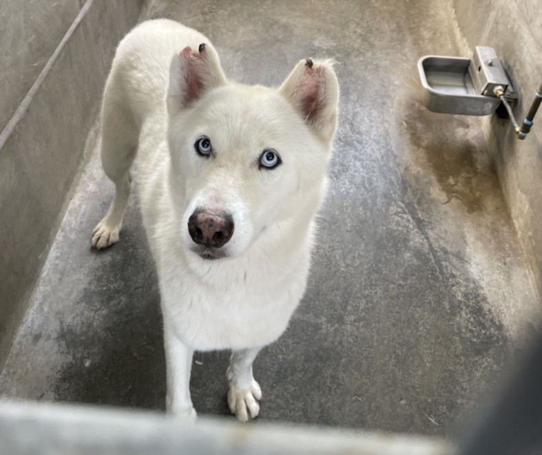 Shelter Stray Male Dog last seen , 3201 Lacy St, Los Angeles, CA 90031, USA