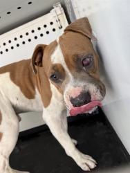 Shelter Stray Male Dog last seen Near BLK MNT VERNON AV BAKERSFIELD,CA, 201 S Mt Vernon Ave, Bakersfield, CA 93307, USA