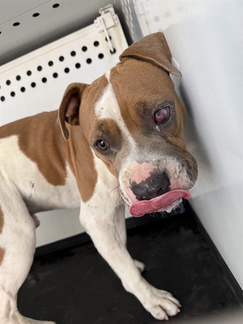 Shelter Stray Male Dog last seen Near BLK MNT VERNON AV BAKERSFIELD,CA, 201 S Mt Vernon Ave, Bakersfield, CA 93307, USA